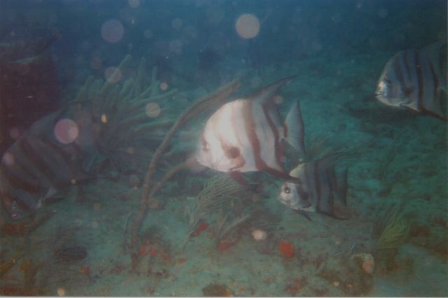 Lisa's Underwater Pics